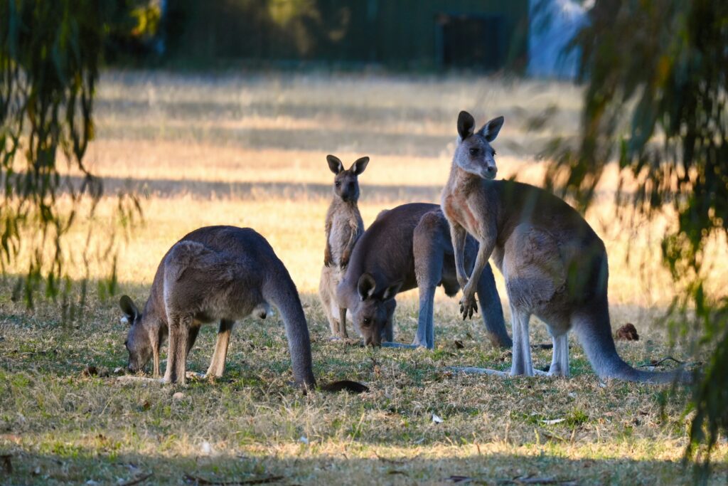 Australia and its wildlife makes the perfect luxury travel small towns 