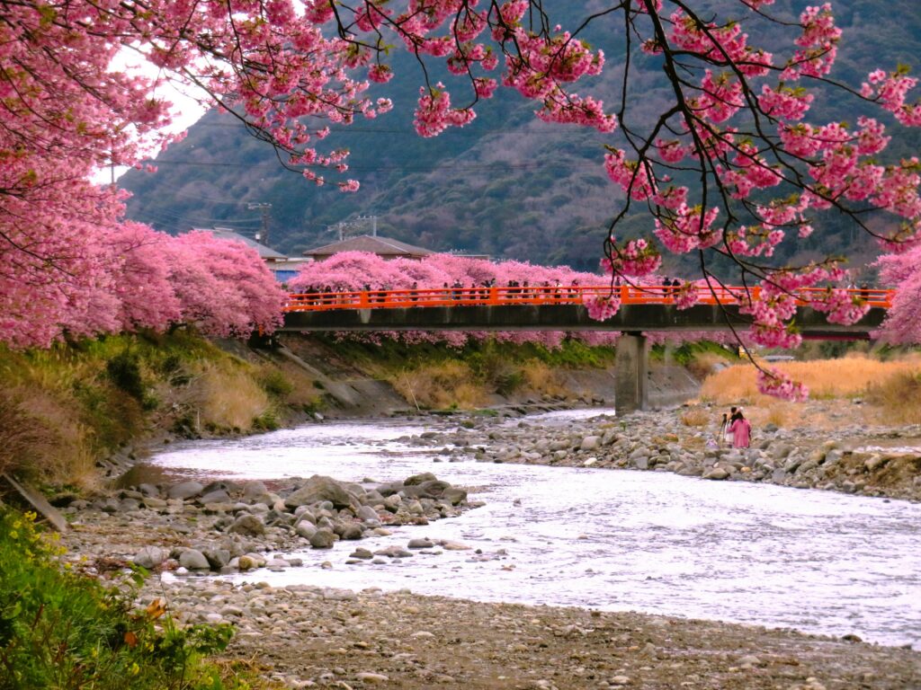 Stunning pink cherry blossom blooms in Japan nature